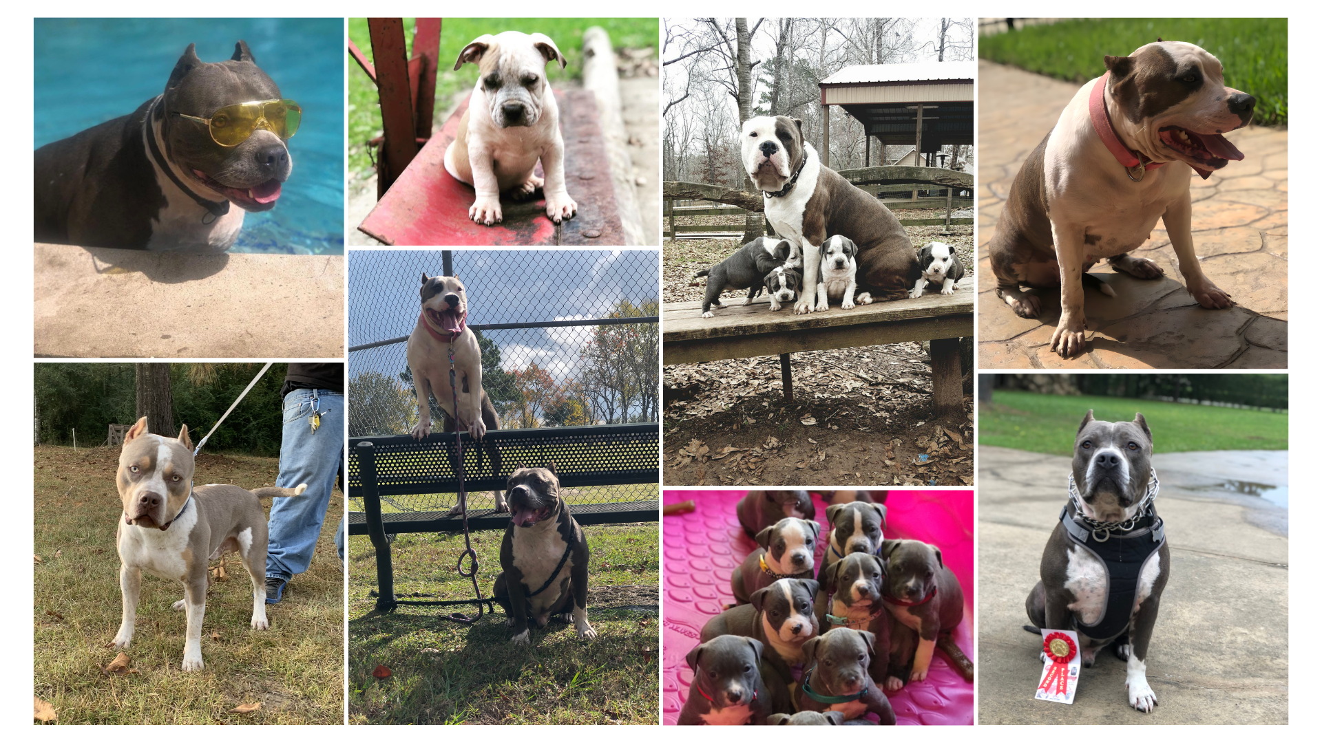 Pitbull breeders, bully kennels, and American bully puppies for sale