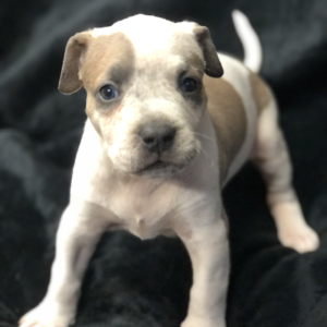 Blue fawn american bullies puppies