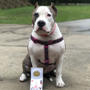 abkc brindle american bullies for sale