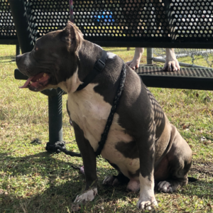 american bullies puppies for sale blue