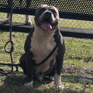 american bully dog breeders