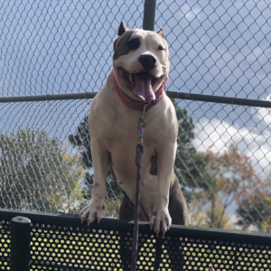 american bully kennels near me