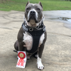 american bully puppies blue