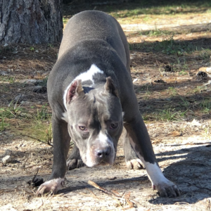 american pitbull bully dogs