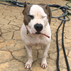 blue american bully puppies for sale