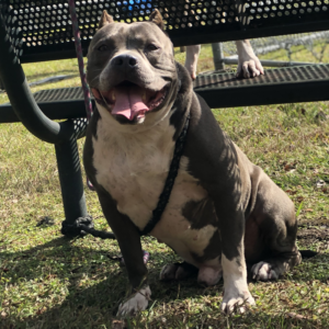 blue american bully stud