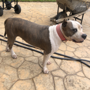 blue brindle american bullies