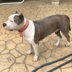 blue brindle pitbulls puppies for sale