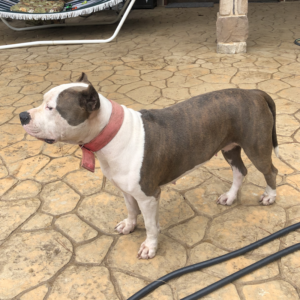 blue brindle pitbulls