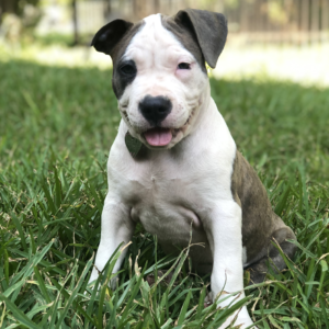 blue brindle puppies for sale pitbulls