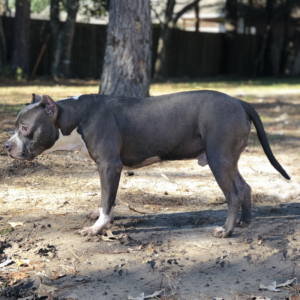 blue bullies for sale texas