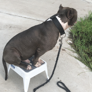 blue bully pitbulls