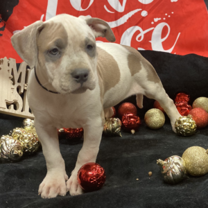 blue fawn american bully puppies