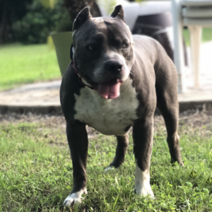 blue pitbull puppies for sale