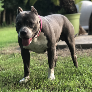 blue pitbulls for sale tx