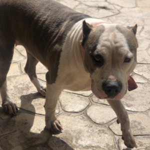 bluenose pitbull puppies for sale