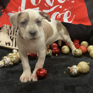 blue fawn pitbull puppies