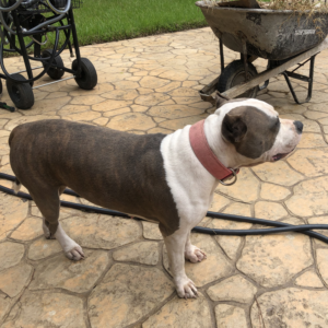 bully breeders and puppies for sale