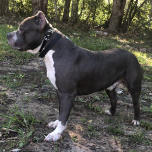 bully breeders in texas