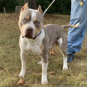 lilac american bullies breeders