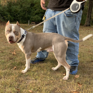 lilac tri bully puppies for sale