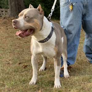 lilac tri pitbull puppies for sale