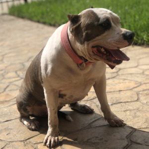 pitbull breeders in texas