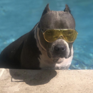 pitbull breeders in texas