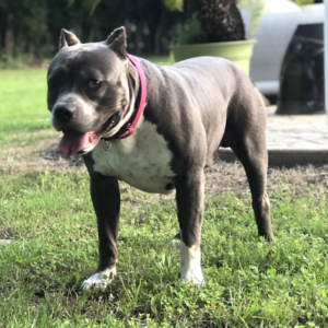 pitbulls for sale texas