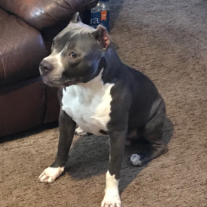 pr pitbulls for sale