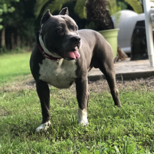 puppies for sale pitbulls