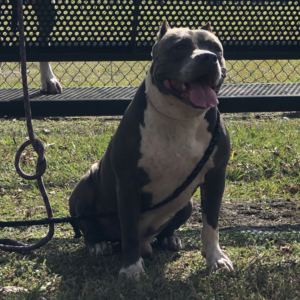 purple ribbon blue pitbulls