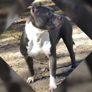 texas american bully breeders