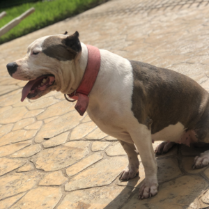 tiger striped pitbull