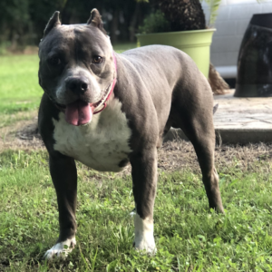 usbr registered american bullies